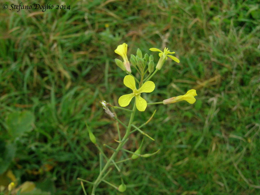 Diplotaxis erucoides & Raphanus raphanistrum